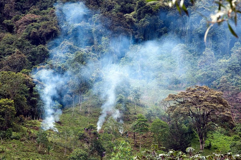 Deforestation of the cloud forest