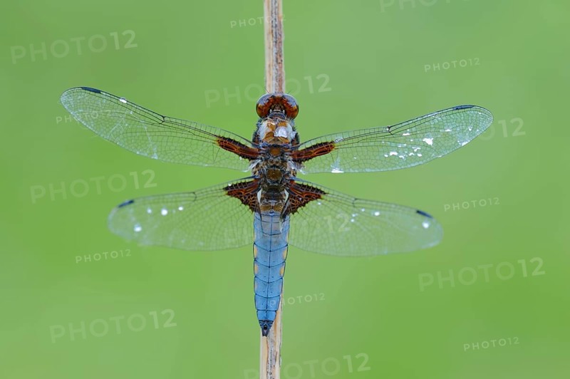Broad-bodied Chaser