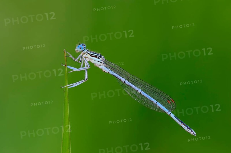 White-legged Damselfly