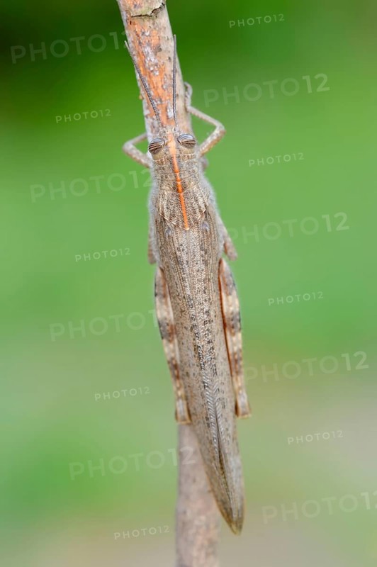 Egyptian migratory grasshopper