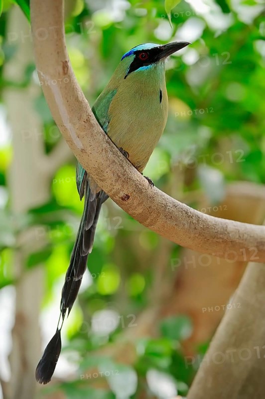 Blue-crowned Motmot