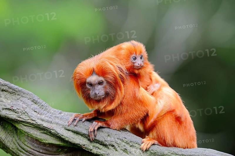 Golden Lion Tamarin with young