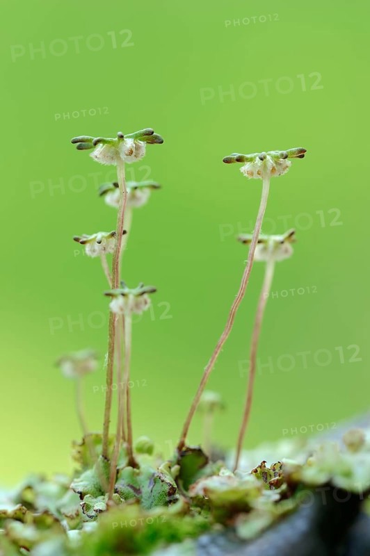 Common Liverwort