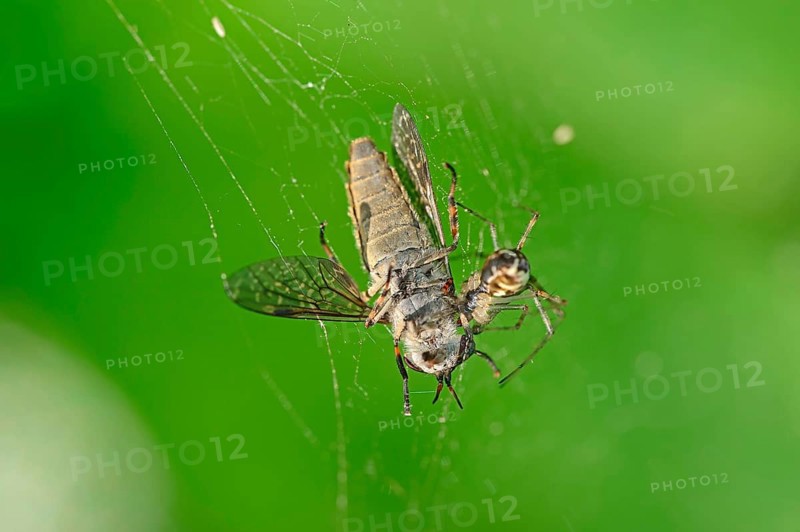 Common Linyphia triangularis