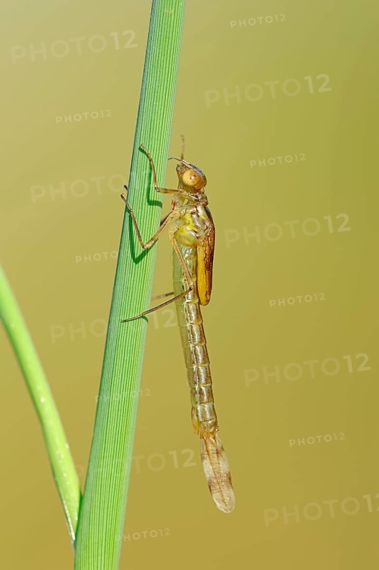 Willow Emerald Damselfly
