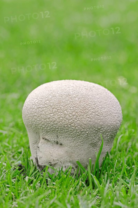 Mosaic Puffball
