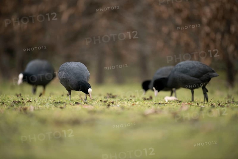 Coots