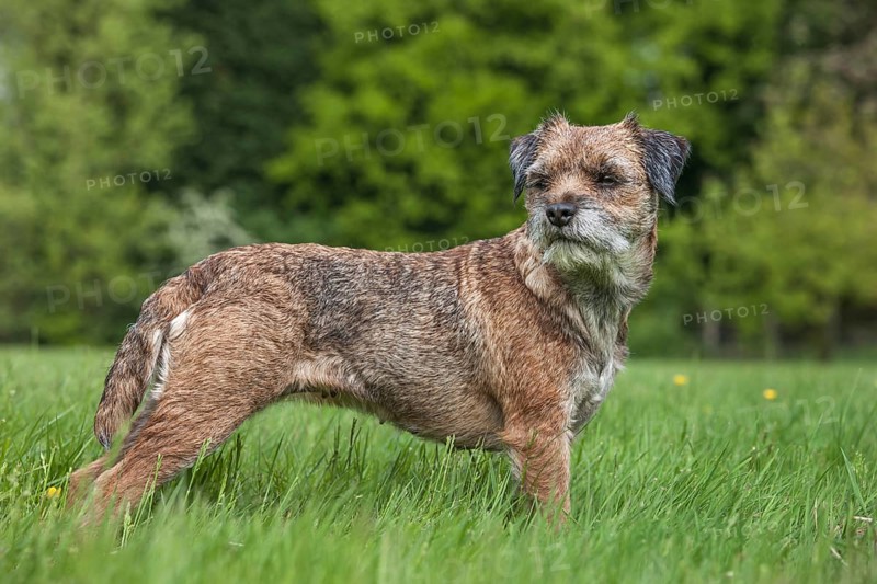 Border terrier