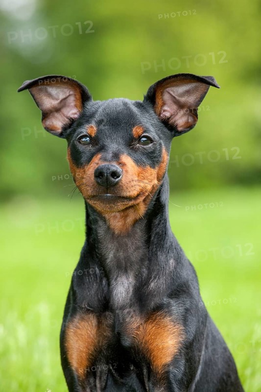 Miniature Pinscher