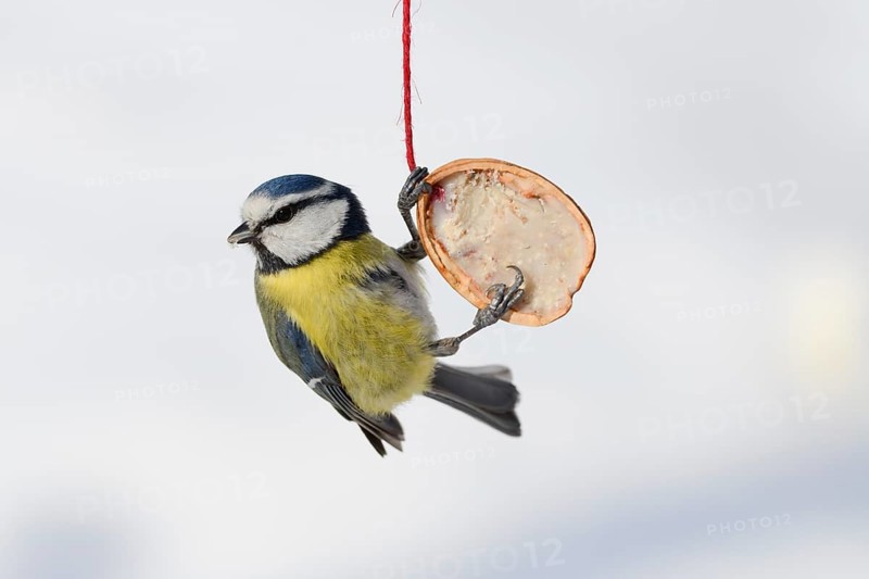 Blue tit