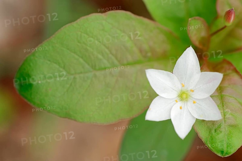 Chickweed Wintergreen