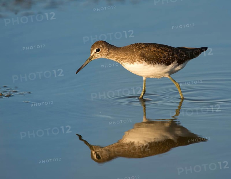 Green Sandpiper