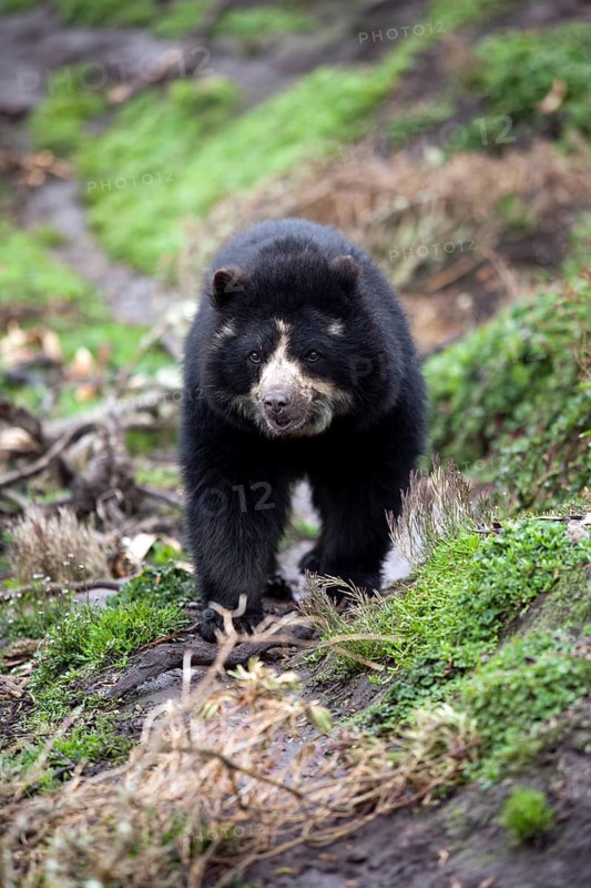 Spectacled Bear