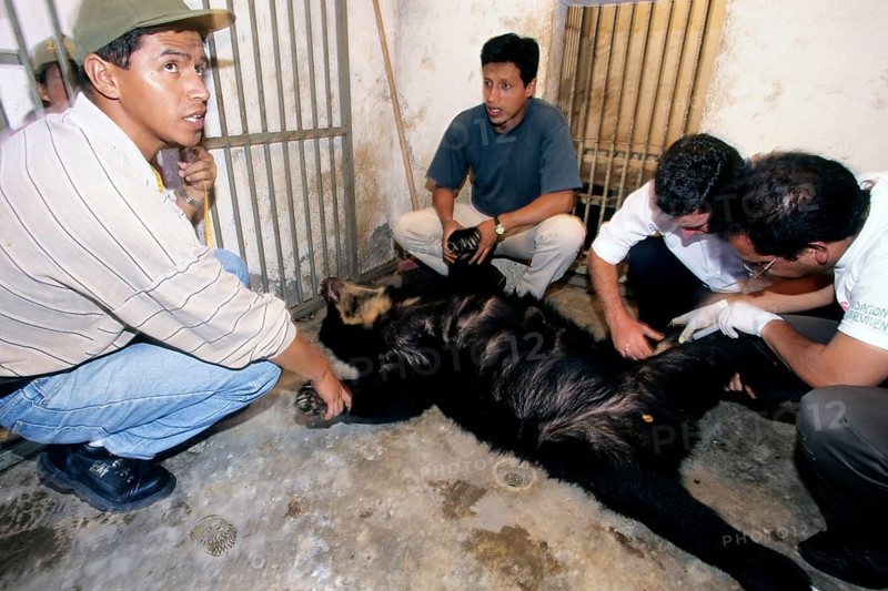 Biologists taking blood samples of Spectacled Bear