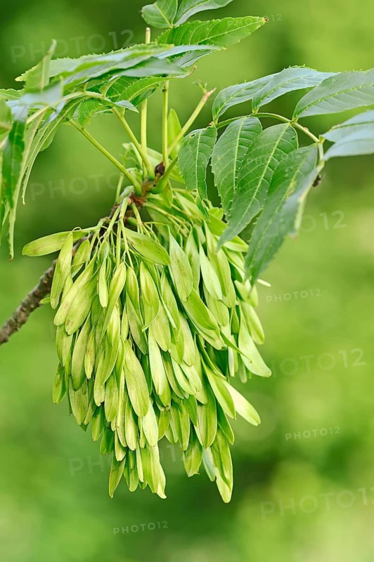 European ash