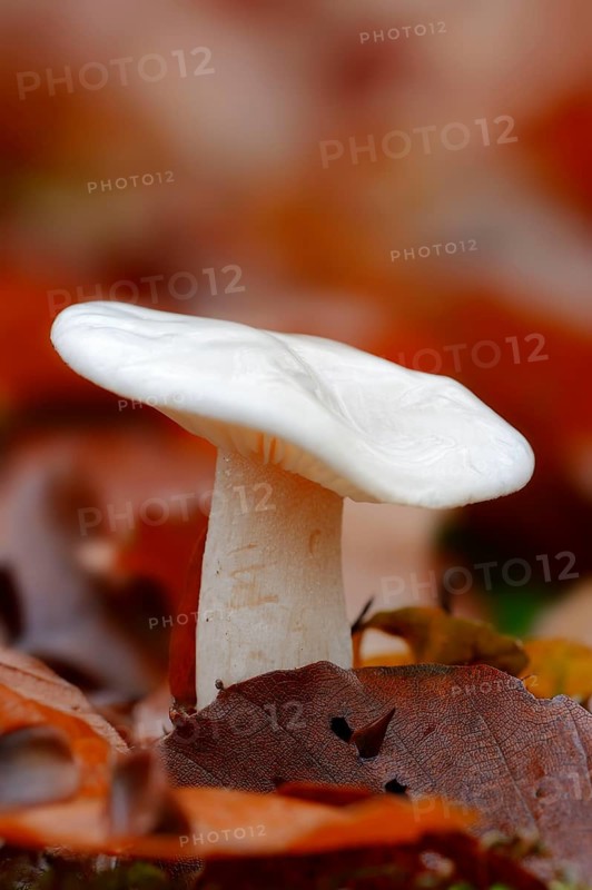 Ivory Waxy Cap