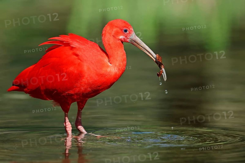 Scarlet Ibis