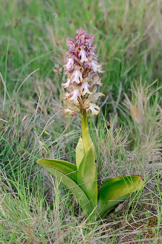 Giant orchid