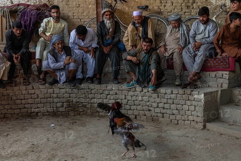 Traditional cockfight in Mazar-E-Sharif