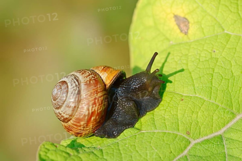 Copse snail