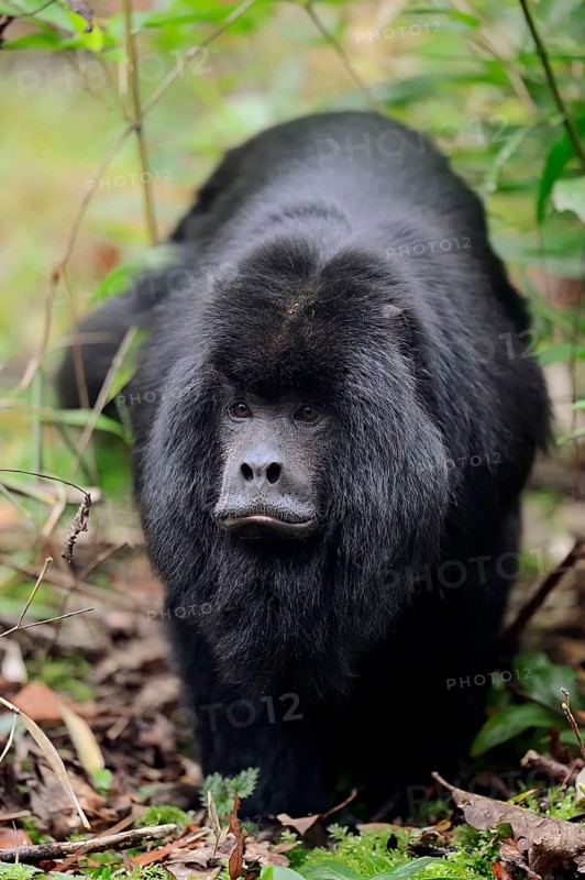 Black howler