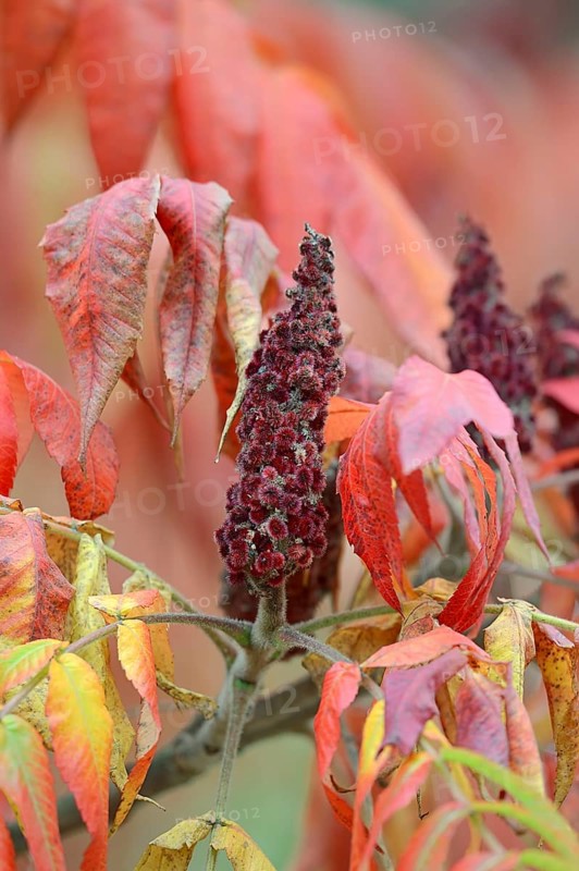 Staghorn Sumac