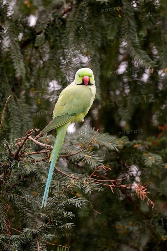 Rose ringed parakeet