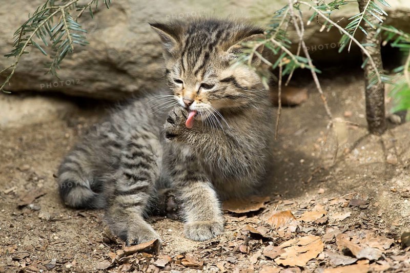 European Wildcat
