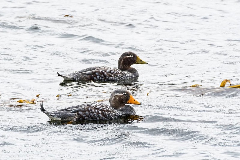 Falkland Steamer Ducks
