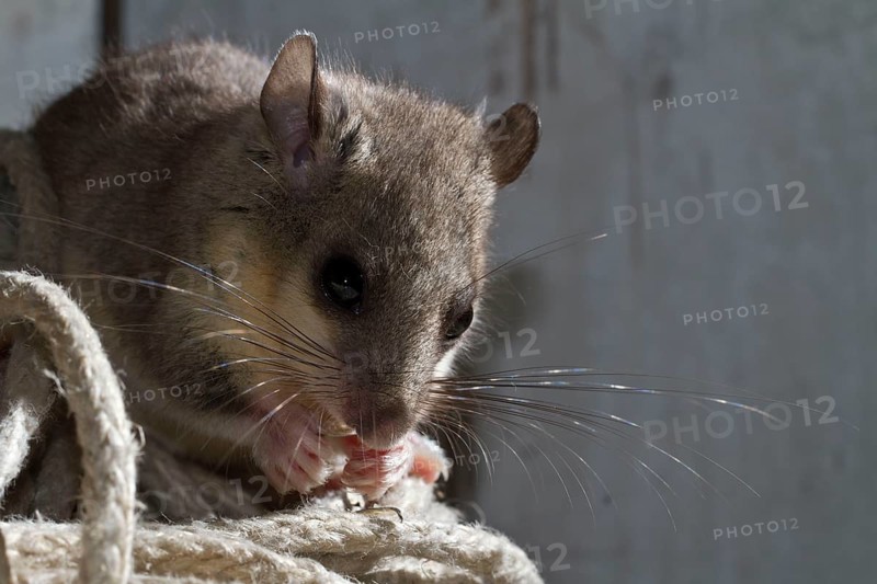Fat dormouse
