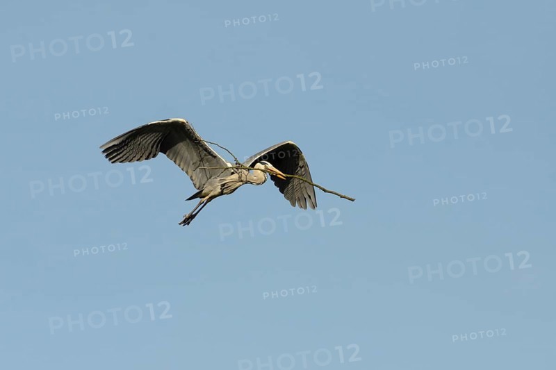 Grey heron