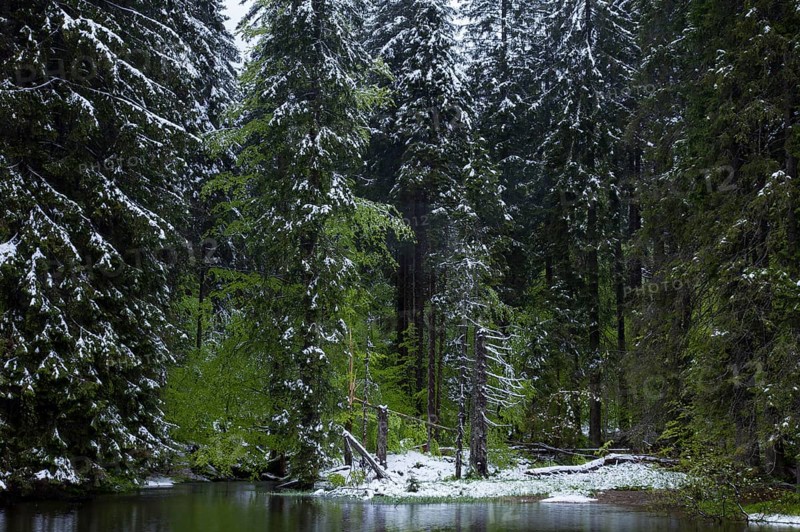 Mountain spruces at the Hoellbachschwelle