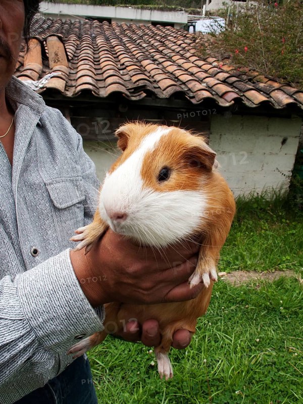 Man buying guinea pigs