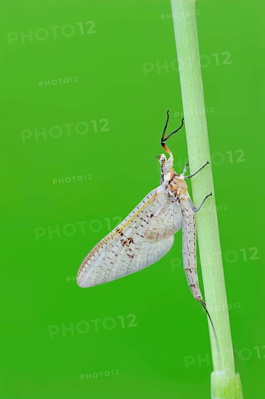 Green Drake Mayfly