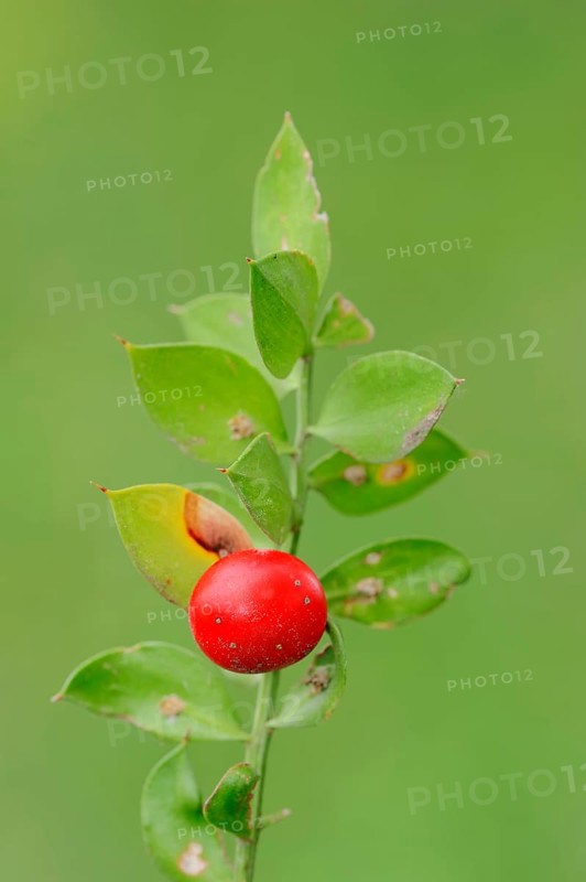 Butcher's broom