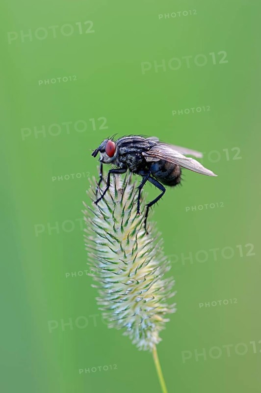 Grey Flesh Fly