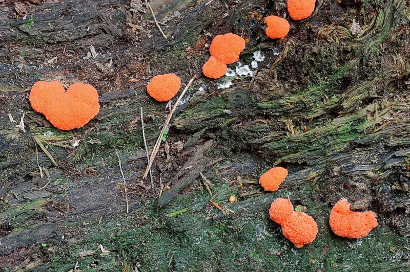 Slime Mold