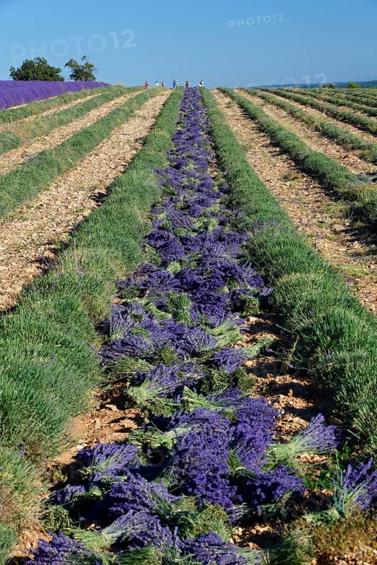 Lavender field