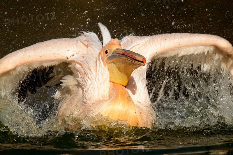 White Pelican