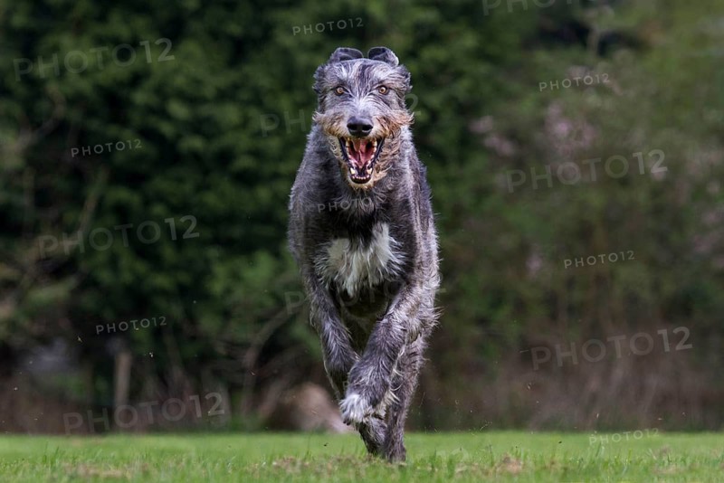Irish wolfhound