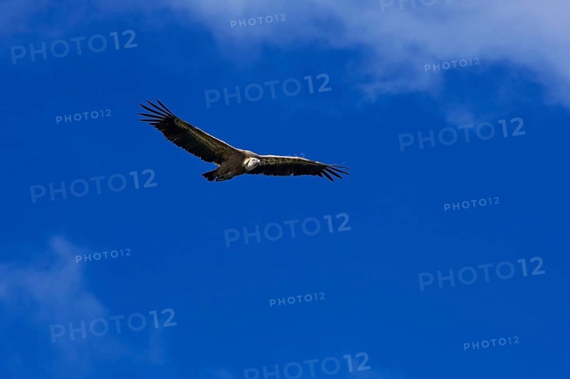 Vulture