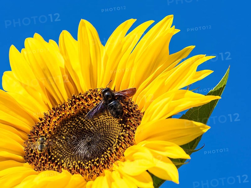 Carpenter Bee