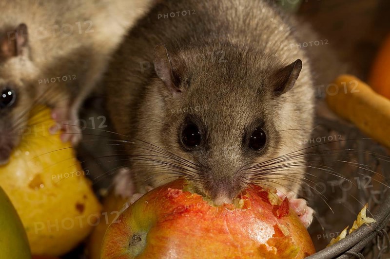 Edible dormouse