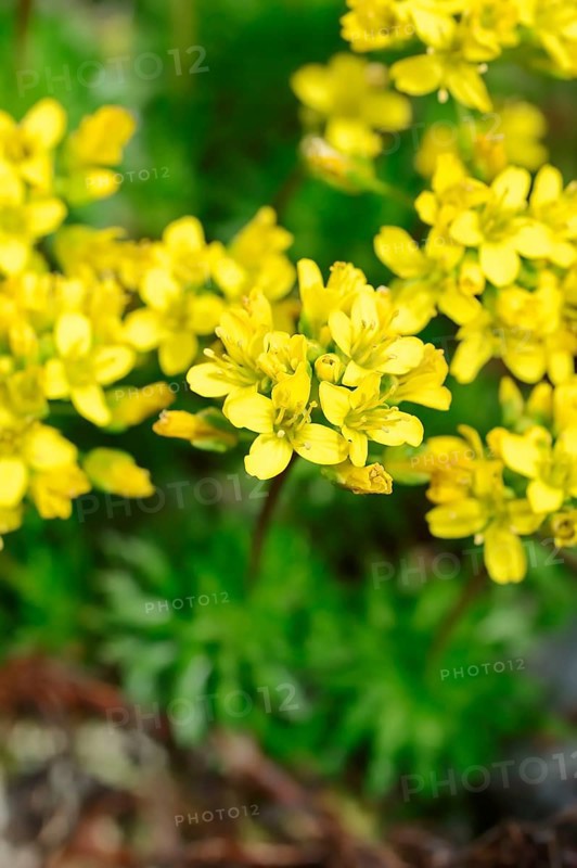 Whitlow Grass