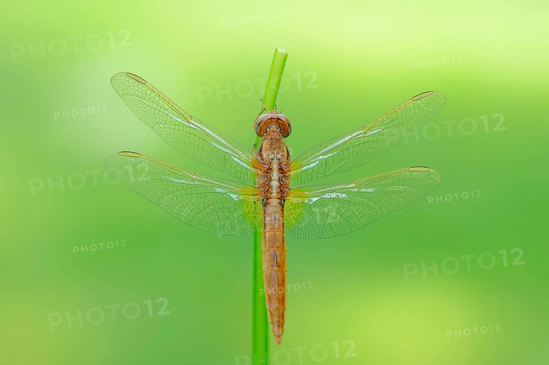 Scarlet dragonfly