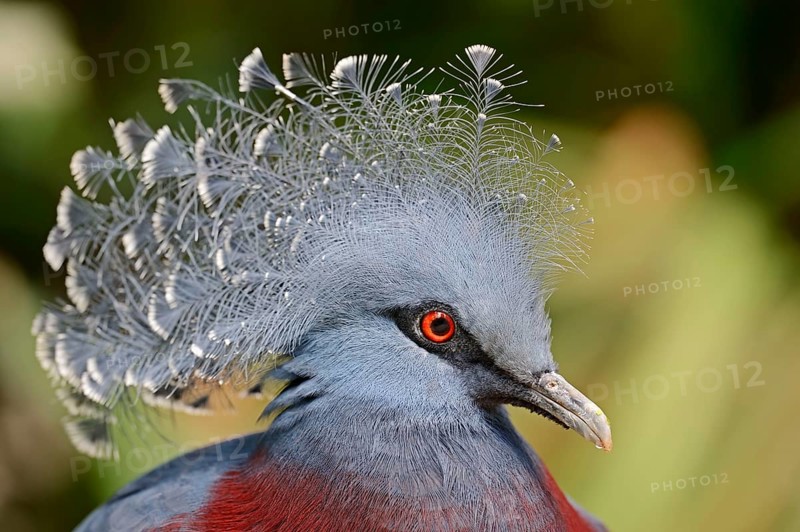Victoria Crowned Pigeon
