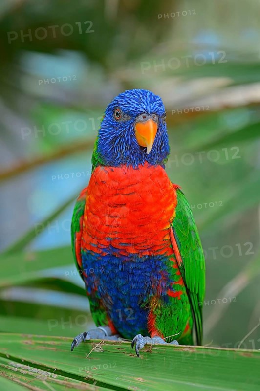 Rainbow Lorikeet