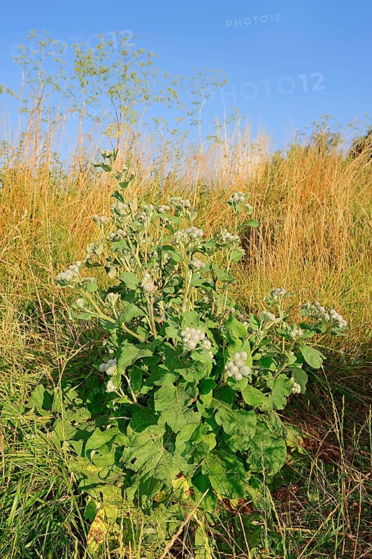 Felt burdock