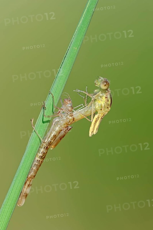 Willow Emerald Damselfly