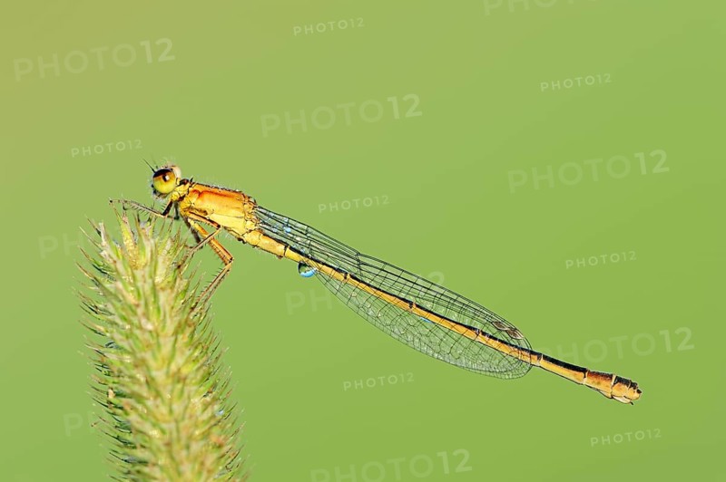 Blue-tailed damselfly